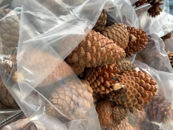 Pine cones